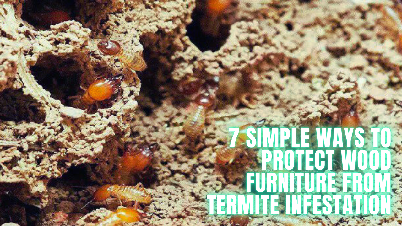 7 Simple Ways to Protect Wood Furniture from Termite Infestation